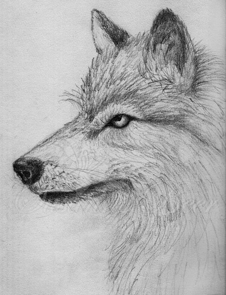  - 2008_wolf