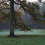 Wald im Nebel, 2007