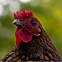 Huhn, 2007