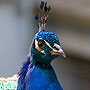 Pfau, 2007